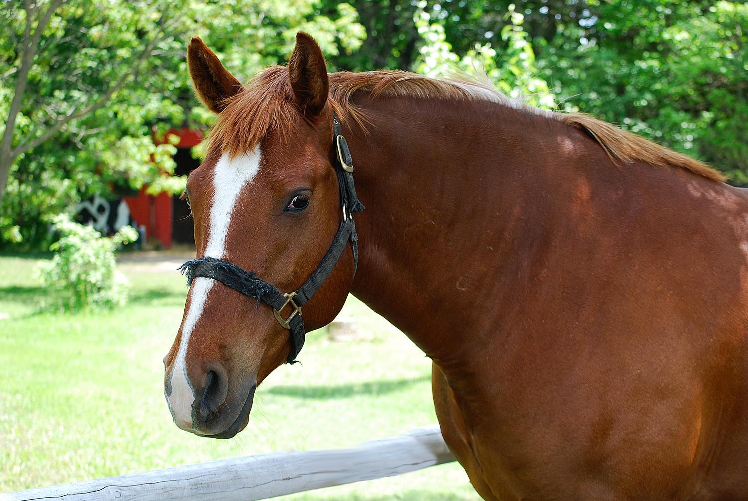 Horses for Sale